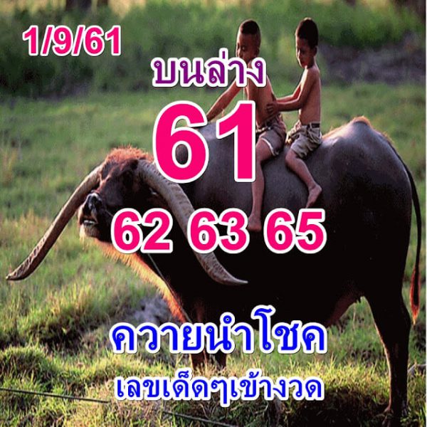 หวยควายนำโชค1/9/61