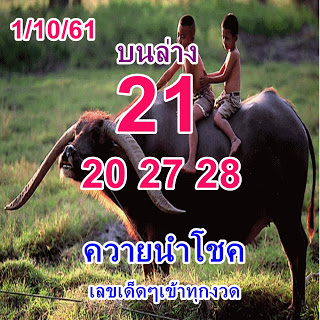 หวยควายนำโชค1/10/61