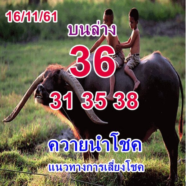 หวยพี่ควายนำโชค16/11/61