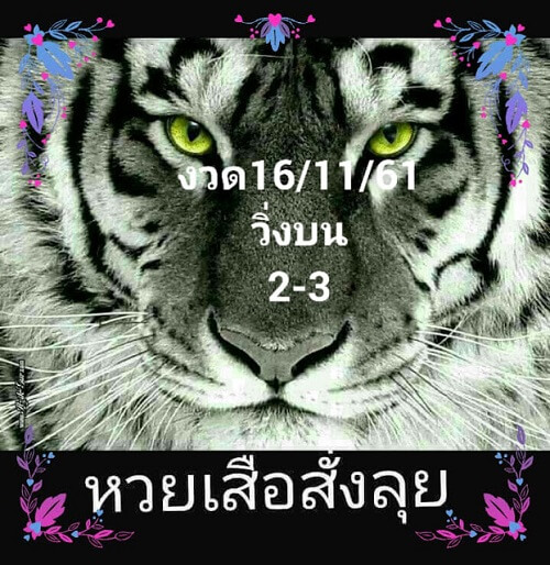 หวยเสือสั่งลุย16/11/61