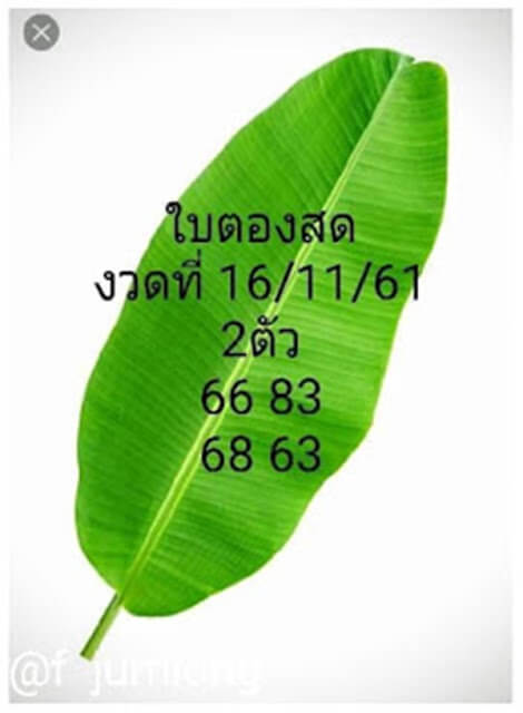 หวยใบตองสด16/11/61