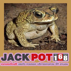 ทำนายฝันเห็นคางคก