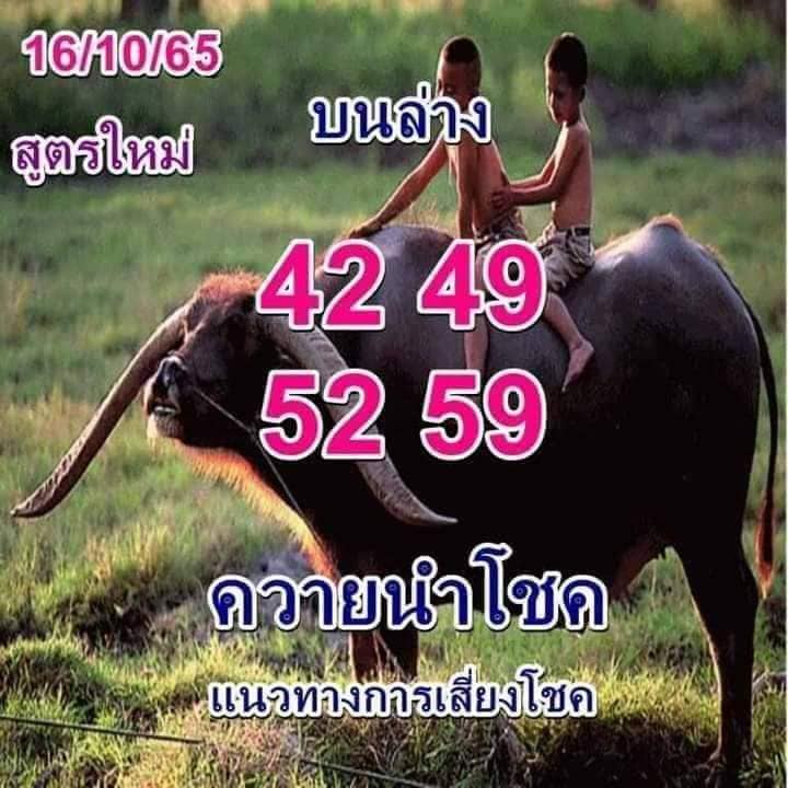 หวยควายนำโชค 16/10/65