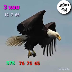 หวยฮานอย 12/7/66 ชุดที่ 8