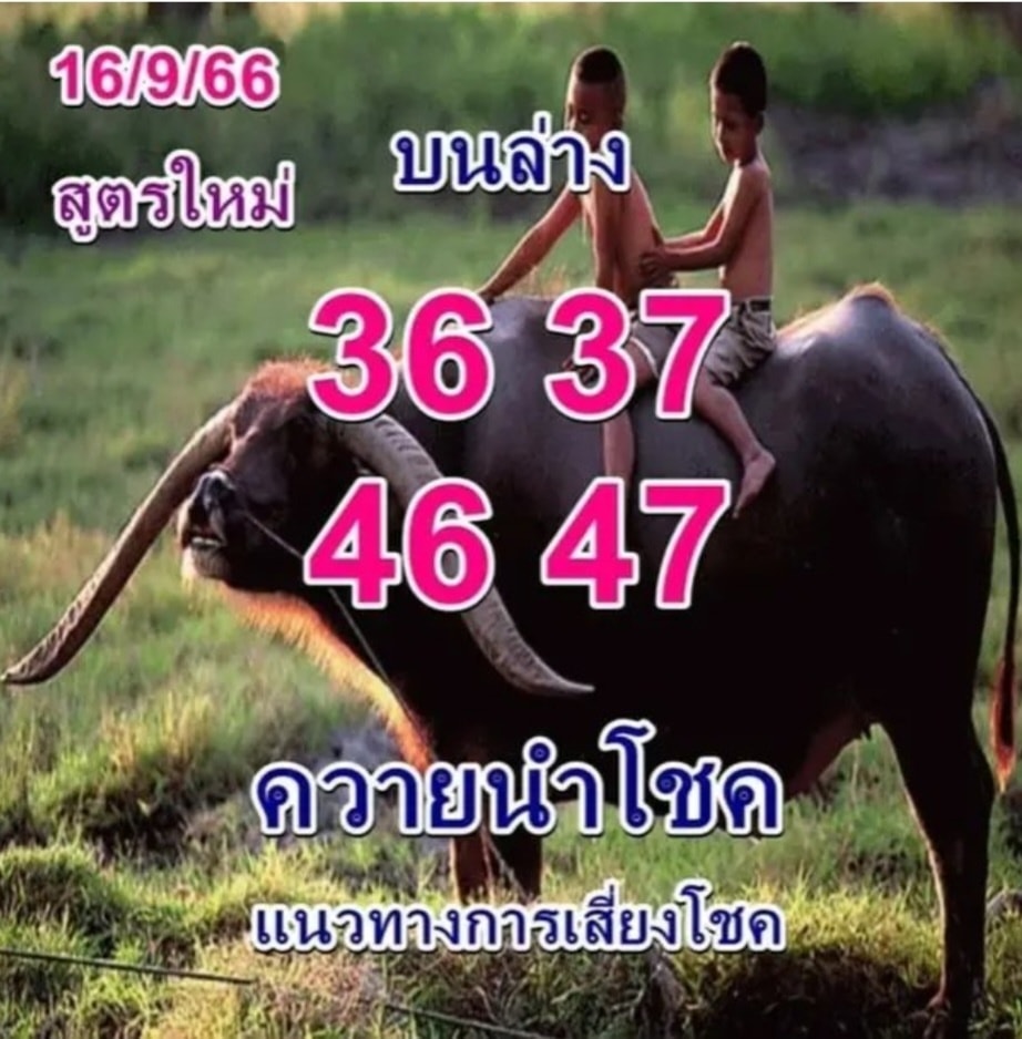 หวยควายนำโชค 16/9/66