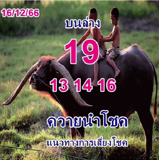 หวยควายนำโชค 16/12/66