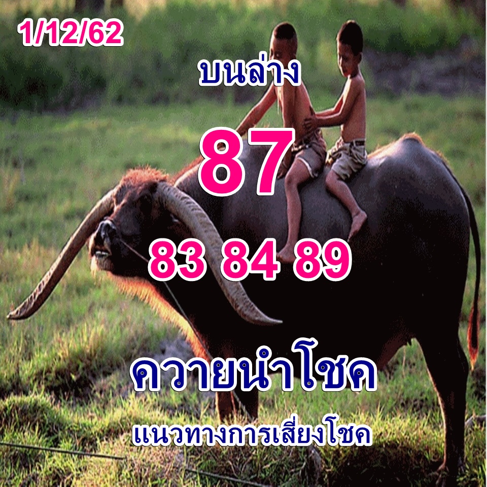 หวยควายนำโชค 1/12/62