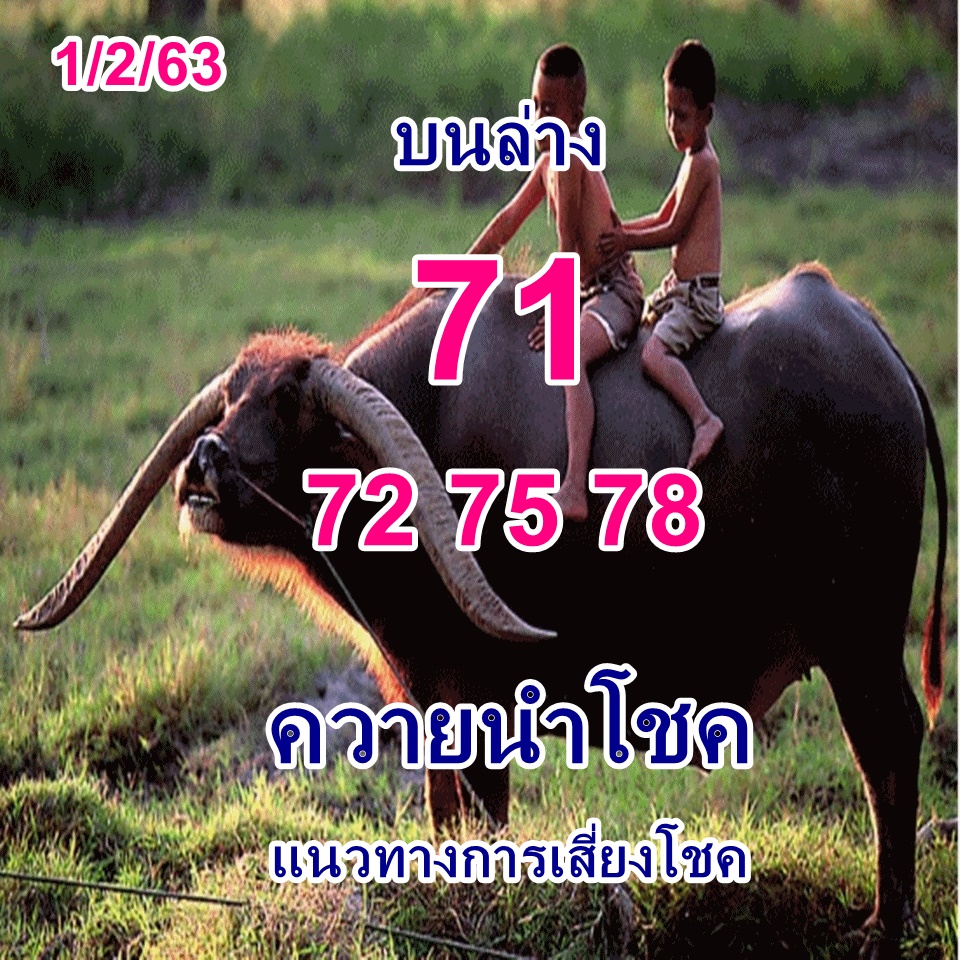 หวยควายนำโชค 1/2/63