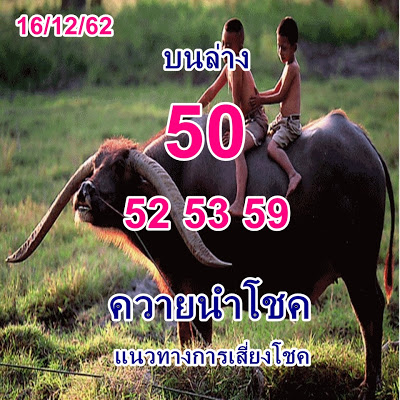 หวยควายนำโชค 16/12/62